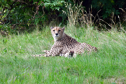 One adult female Cheetah crouching on a rock and looking straight towards the camera