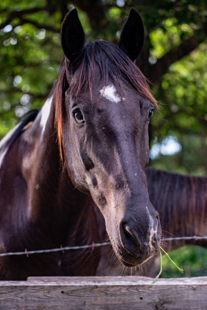 istock Black Horse Up Close headshot 1580871560