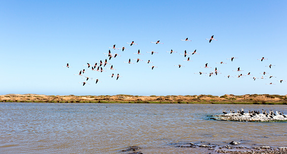 Landscape with pink flamingo birds in Namibia