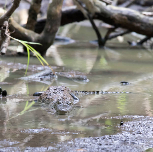 istock View of Morelet crocodile 1580876177