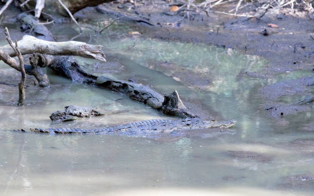 istock View of Morelet crocodile 1580876692