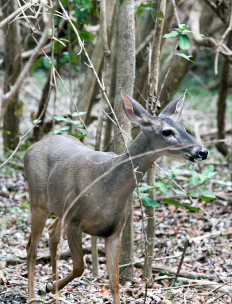istock A view of deer in the bush 1580876703