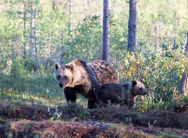 istock View of brown bear 1580877848