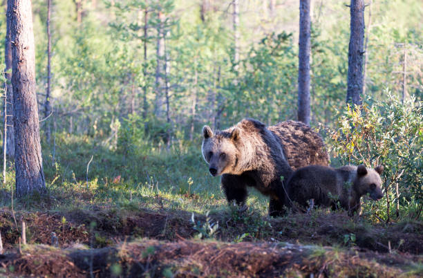istock View of brown bear 1580877849