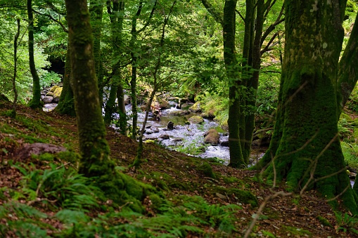 trees in dark forest place and river in Talybont UK