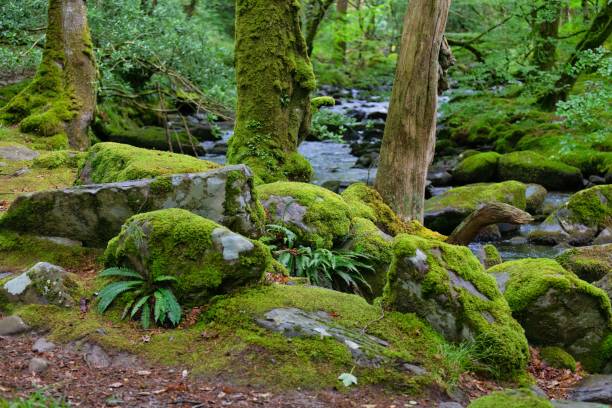 istock stones and trees covered in moss and a stream in the background 1580880597