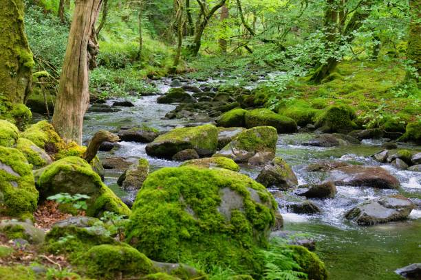緑あふれる森と小さな川と石 - barmouth ストックフォトと画像