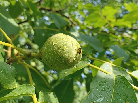 Juglans regia, the Persian walnut, English walnut, Carpathian walnut, Madeira walnut