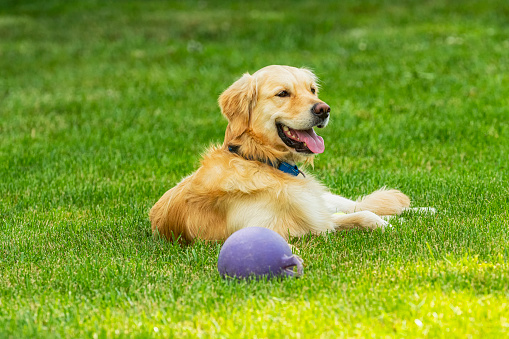 A happy 3 year old Golden Retriever after rolling in the grass, with toy ball next to him. He is a rescue dog enjoying his new forever home yard.