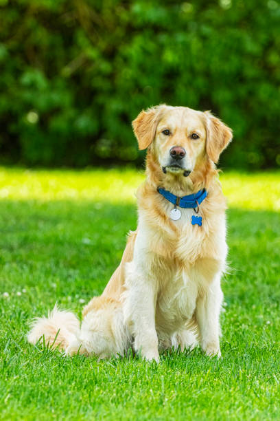 istock A curious Golden Retriever sitting in the grass with head tilted 1580881663