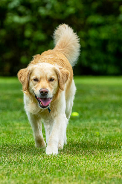 istock A happy Golden Retriever walking towards the camera 1580881678