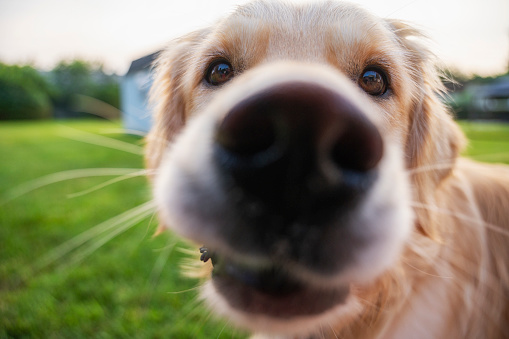 A wide-angle close-up “in your face” of a Golden Retriever looking at camera with selective focus on his eyes. He is a rescue dog enjoying his new forever home yard.