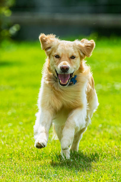istock A happy Golden Retriever running towards the camera 1580882775