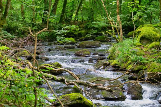 istock small stream in the forest in summer time 1580882791