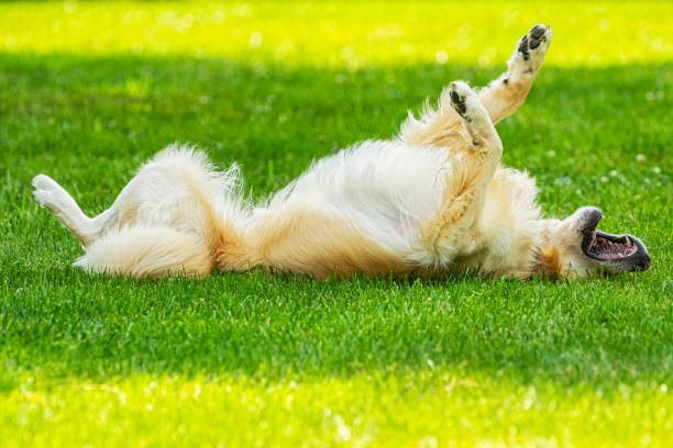 istock A happy Golden Retriever rolling in the grass 1580883316