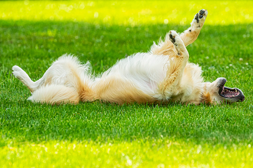 A cheerful 3 year old Golden Retriever rolling in the grass. He is a rescue dog enjoying his new forever home yard.