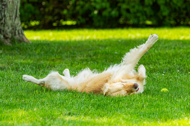 istock A happy Golden Retriever rolling in the grass 1580883328