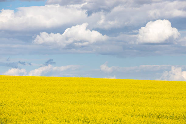 istock Canola Crrops in Eastern Washington 1580886694