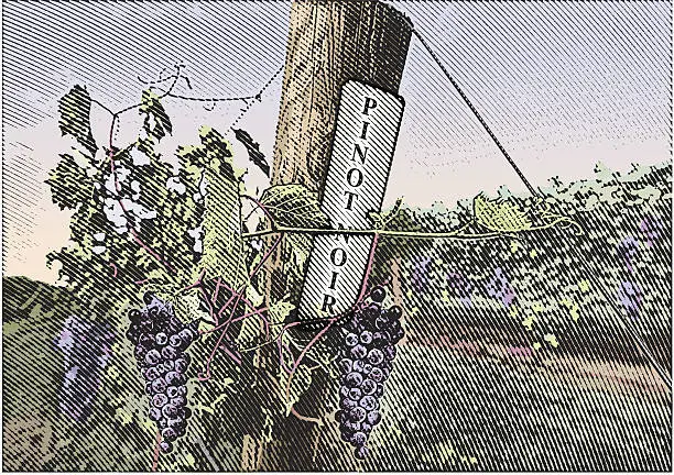 Vector illustration of Vineyard Grapes Pinot Noir