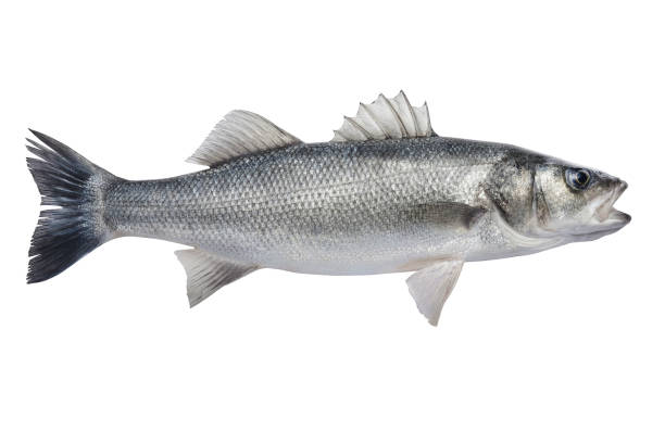 istock Fresh raw sea bass isolated on a white background. 1580900199