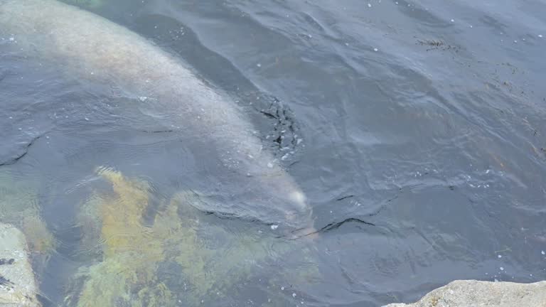 California Sea Lion