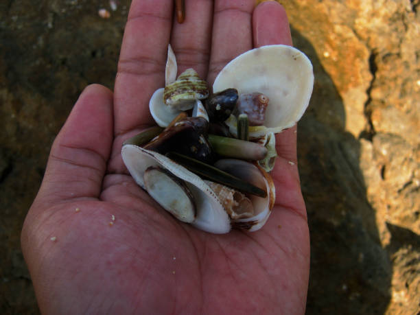 istock palms full of shells taken directly on the beach 1580916492