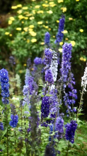 istock Flower Photography 1580928861