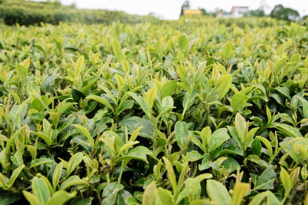 istock Nature's Infusion: A Close-Up of Tea Leaves 1580932621