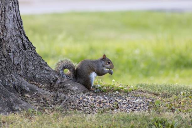 istock Eastern gray squirrel near the tree trunk surrounded by green grass. 1580940302