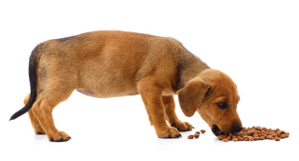 istock Puppy eating food. 1580942991