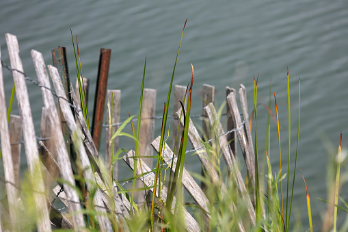 Wooden fence in wetland