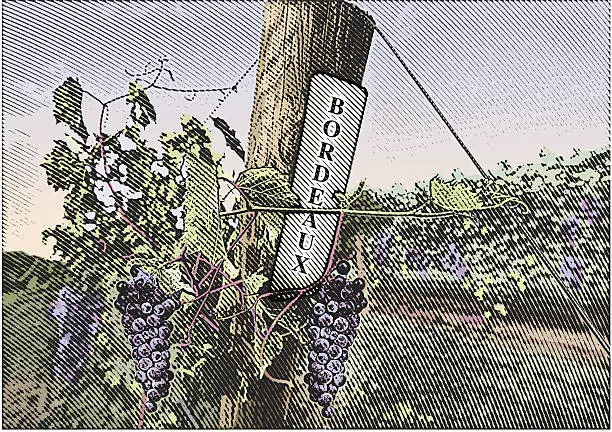 Vector illustration of Vineyard Grapes Bordeaux