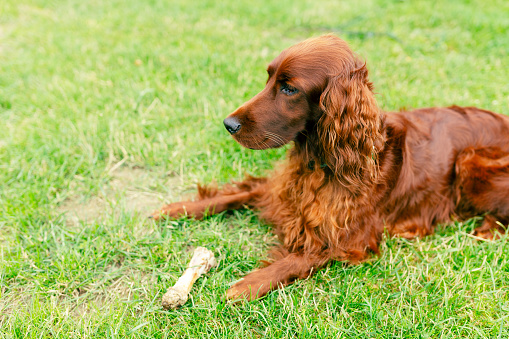 Cute dog with a bone. Closeup portrait of a purebred irish red setter gundog