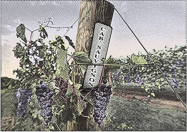 Vector illustration of Vineyard Grapes Cabernet Sauvignon