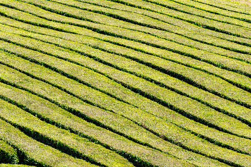 Tea plantation of Camellia sinensis in San Miguel Island in Azores