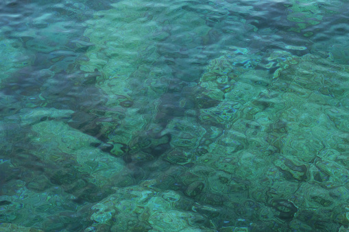 Green leatherjacket fish swims in green seaweed