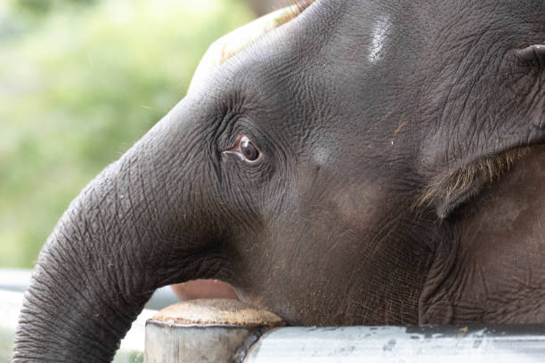 istock Close up Playful Little Elephant 1580951858