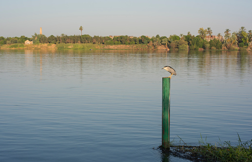 Panoramic landscape view across nile river to luxor west bank with night heron Nycticorax nycticorax perched on pole
