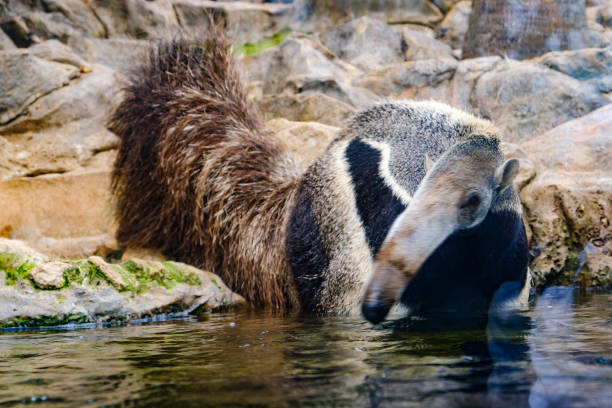 fourmilier / fourmi ours dans l’eau , animal sauvage - anteater animal nose animal ant photos et images de collection