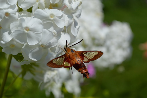 Fiery Skipper on a flower.