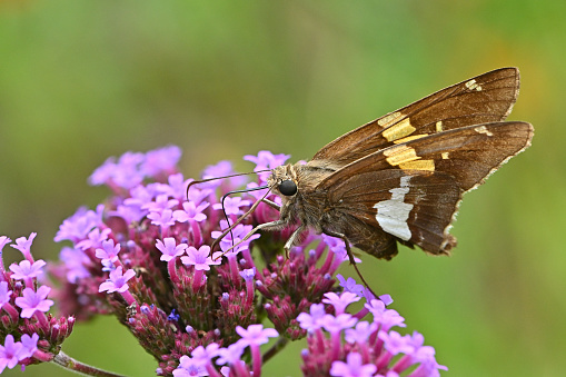 Silver-spotted skipper (Epargyreus clarus -- a butterfly) on purple vervain, with copy space. In a Connecticut garden, summer.