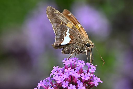 Silver-spotted skipper (Epargyreus clarus -- a butterfly) perched on purple vervain, extending its proboscis into a blossom. In a Connecticut garden, summer.