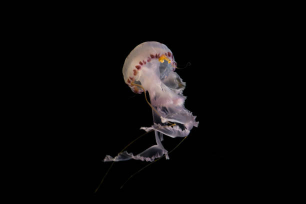 istock jellyfish isolated on black background - illuminated jellyfish, white 1580952327