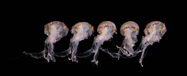 jellyfish isolated on black background - illuminated jellyfish, white