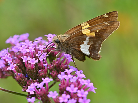 Silver-spotted skipper (Epargyreus clarus -- a butterfly) on purple vervain. In a Connecticut garden, summer.