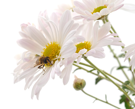 Bee on chamomile isolated on a white background.