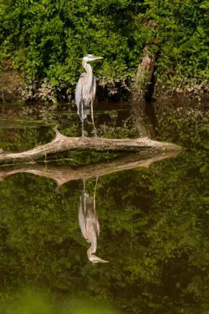 istock Great blue heron standing on a log over water 1580974777