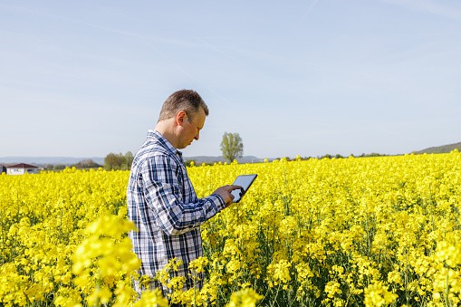 A male farmer stands in a rapeseed field with a digital tablet in his hands. The agronomist checks the condition of the crop. Modern technologies in agriculture