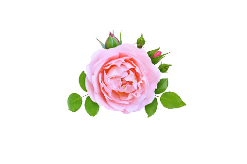 Pink rose flower, buds and leaves isolated on white