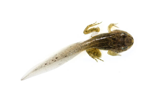 istock A tadpole on white, macro shot, isolated 1580988133